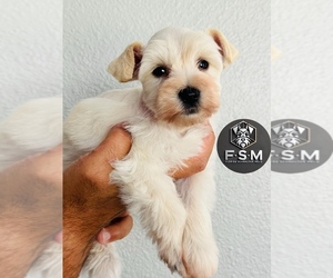 Medium Schnauzer (Miniature)