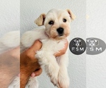 Puppy Dough Schnauzer (Miniature)