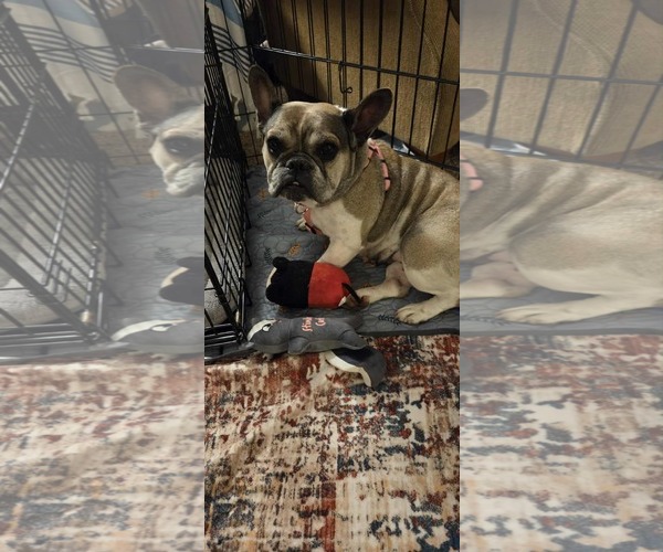 Medium Photo #3 French Bulldog Puppy For Sale in Catasauqua, PA, USA