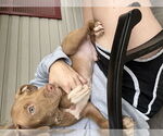 Small #2 American Pit Bull Terrier-Labrador Retriever Mix