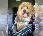 Small Photo #4 Poodle (Miniature)-Unknown Mix Puppy For Sale in Sykesville, MD, USA
