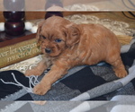 Puppy Kara Cavapoo (Miniature)