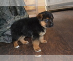 Puppy Finn German Shepherd Dog