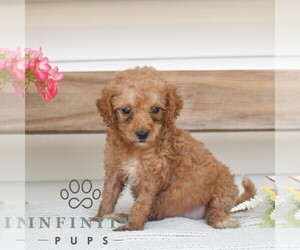 Poodle (Miniature) Puppy for sale in GAP, PA, USA