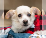 Small #15 Chihuahua Mix