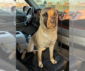 German Shepherd Dog-Unknown Mix Dogs for adoption in Stockton, CA, USA