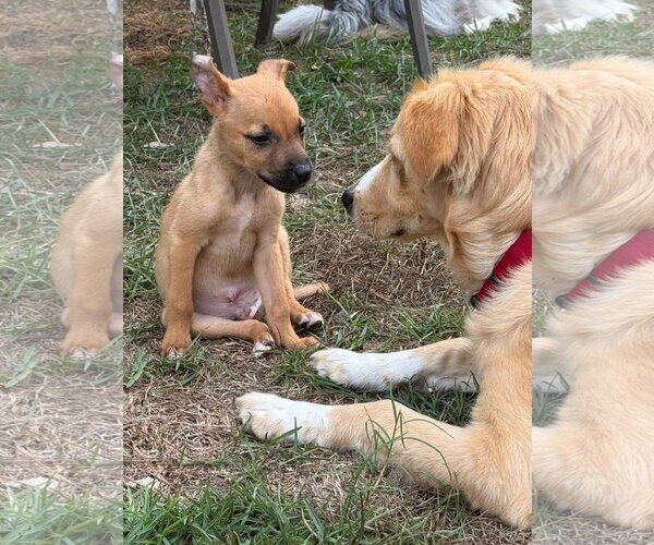 Medium Photo #3 Mutt Puppy For Sale in Mount Pleasant, SC, USA