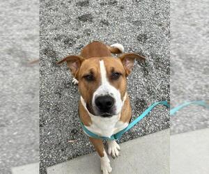 American Pit Bull Terrier-Unknown Mix Dogs for adoption in Palmetto, FL, USA