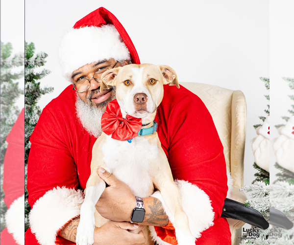 Medium Photo #4 Retriever -Unknown Mix Puppy For Sale in Washington, DC, USA