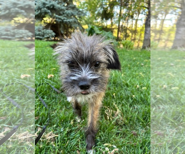 Medium Photo #1 Mutt Puppy For Sale in Minneapolis, MN, USA