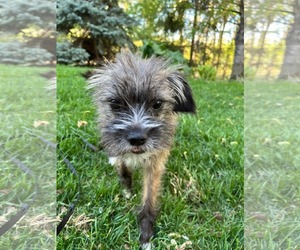 Mutt Dogs for adoption in Minneapolis, MN, USA