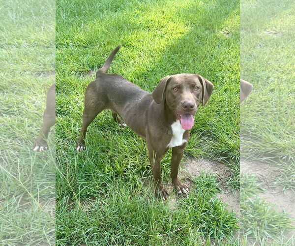 Medium Photo #4 Labrador Retriever-Unknown Mix Puppy For Sale in Eastman, GA, USA