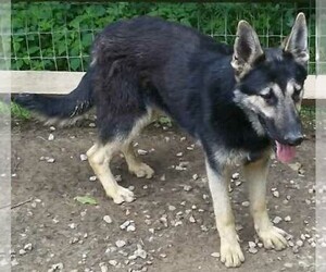 German Shepherd Dog Puppy for sale in LOGAN, OH, USA