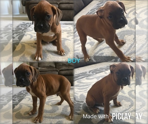Medium Photo #1 Boxer Puppy For Sale in SHELL KNOB, MO, USA