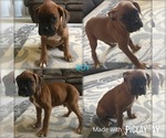 Small Photo #1 Boxer Puppy For Sale in SHELL KNOB, MO, USA