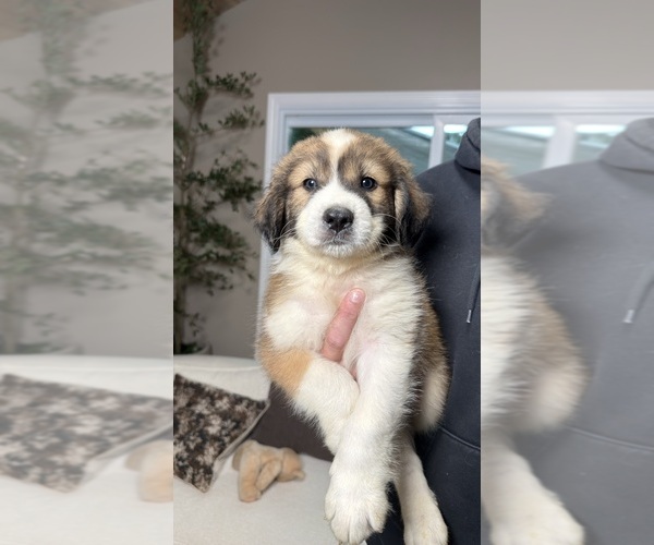 Medium Photo #9 Aussie Pyrenees Puppy For Sale in LEXINGTON, SC, USA