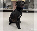 Small #1 Labrador Retriever Mix