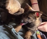 Puppy Wayz Australian Shepherd-German Shepherd Dog Mix