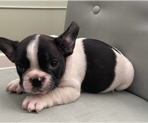 French Bulldog Puppy for sale in JOHNS ISLAND, SC, USA