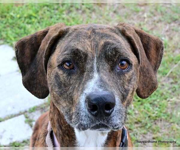Medium Photo #2 American Pit Bull Terrier-Unknown Mix Puppy For Sale in Ocala, FL, USA