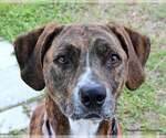 Small #1 American Pit Bull Terrier Mix