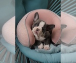 Small #7 French Bulldog