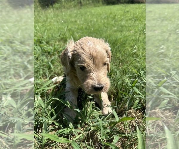 Medium Photo #1 Goldendoodle Puppy For Sale in EDMOND, OK, USA