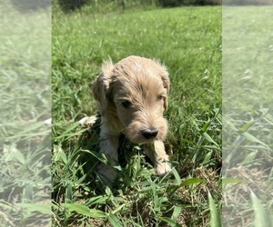 Medium Goldendoodle