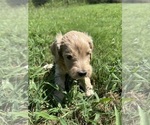 Puppy 4 Goldendoodle