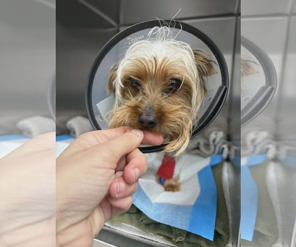 Medium Photo #3 Mutt Puppy For Sale in Spring, TX, USA