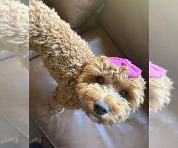 Medium Photo #4 Cock-A-Poo Puppy For Sale in St. Louis Park, MN, USA