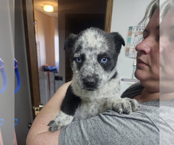Medium Photo #2 Mutt Puppy For Sale in Fargo, ND, USA