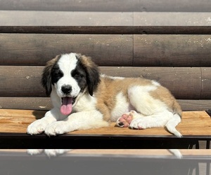 Saint Bernard Litter for sale in LITITZ, PA, USA