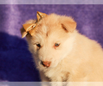 Small #4 Alaskan Malamute
