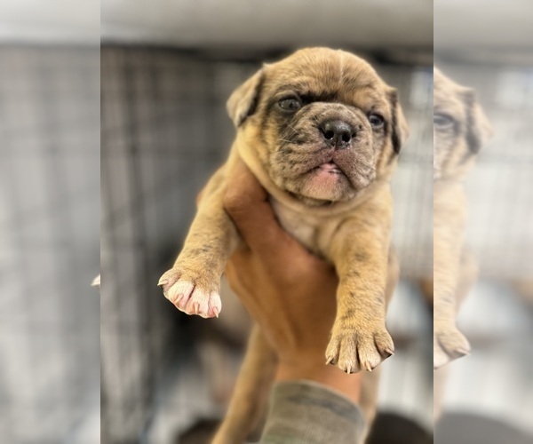 Medium Photo #2 French Bulldog-Olde English Bulldogge Mix Puppy For Sale in CHICAGO, IL, USA