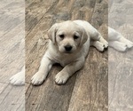Small Golden Labrador