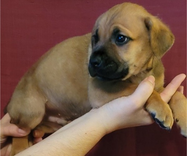 Medium Photo #1 Cane Corso Puppy For Sale in CANTON, OH, USA