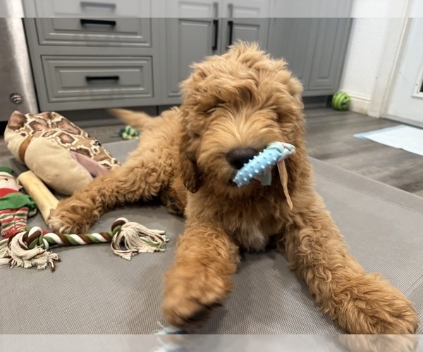 Medium Photo #6 Goldendoodle Puppy For Sale in OAKLAND, CA, USA