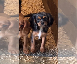 Cavalier King Charles Spaniel Puppy for sale in NILES, MI, USA