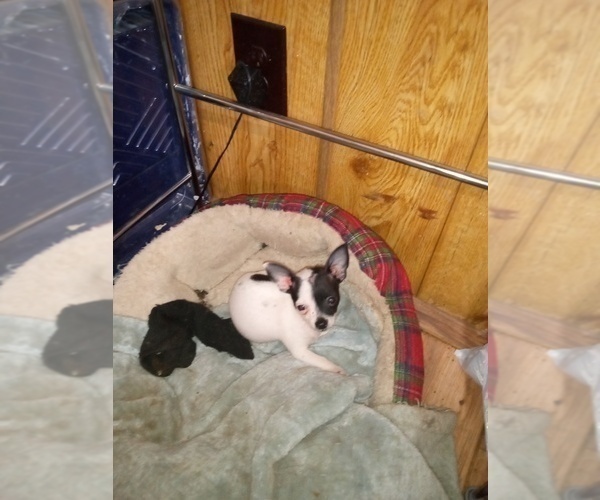 Medium Photo #2 Chihuahua Puppy For Sale in SHALLOTTE, NC, USA