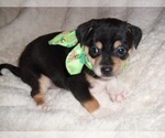 Small #1 Chihuahua