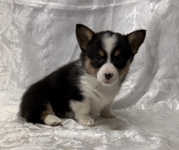 Medium Photo #4 Pembroke Welsh Corgi Puppy For Sale in STANLEY, WI, USA