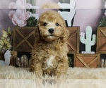 Small #1 Poodle (Toy)