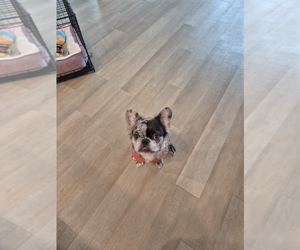Medium Photo #2 French Bulldog Puppy For Sale in BURLESON, TX, USA