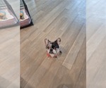 Small #1 French Bulldog