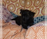 Small Photo #2 Cairn Terrier Puppy For Sale in METHUEN, MA, USA