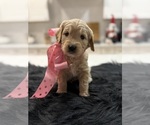 Small #7 Goldendoodle (Miniature)