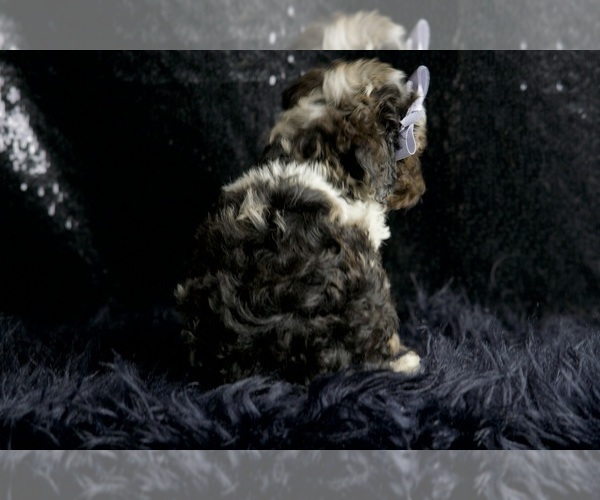Medium Photo #55 Poodle (Toy) Puppy For Sale in WARSAW, IN, USA