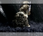 Small #8 Poodle (Toy)