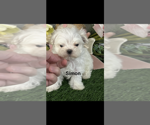 Maltese Puppy for sale in NILES, MI, USA